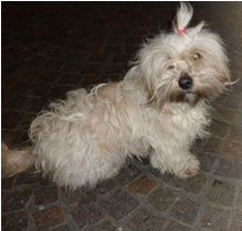 Bettlerhund